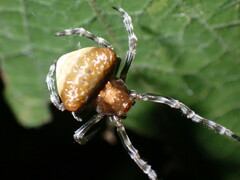 Mastophora phrynosoma