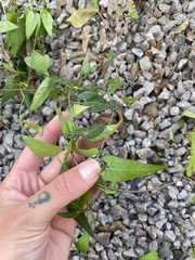 Funastrum cynanchoides