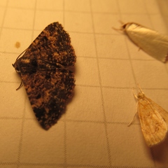 Metalectra diabolica