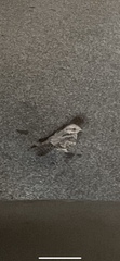 Caprimulgus europaeus