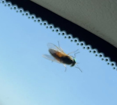 Tabanus nigrovittatus