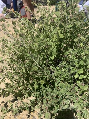 Brickellia grandiflora