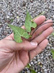 Funastrum cynanchoides