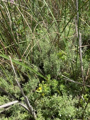 Epilobium leptophyllum
