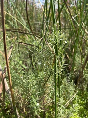 Epilobium leptophyllum