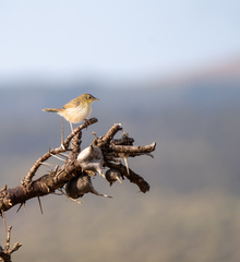 Cisticola