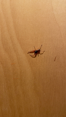 Trachelas tranquillus