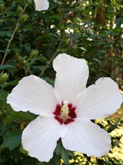 Hibiscus syriacus