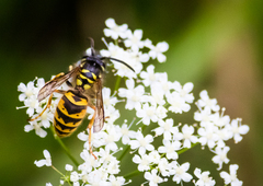 Vespula vulgaris