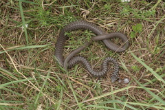 Hierophis viridiflavus