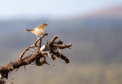 Cisticola