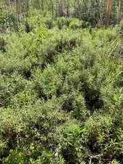 Epilobium leptophyllum