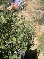 Brickellia grandiflora