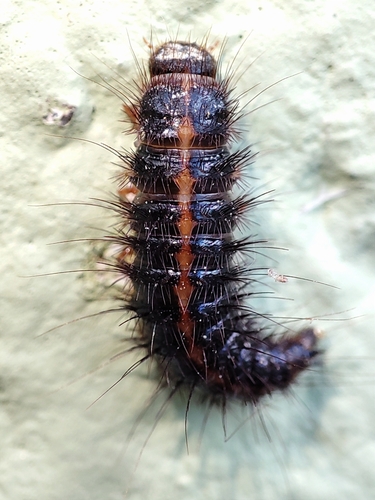 Fringed Larder Beetle