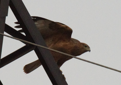 Buteo rufinus