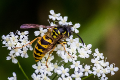 Vespula vulgaris