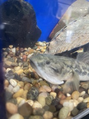 Gillichthys mirabilis