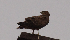 Buteo rufinus
