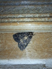 Condica albigera
