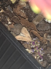 Mythimna albipuncta