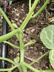 Cucurbita