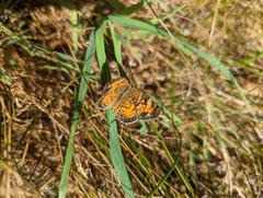 Phyciodes