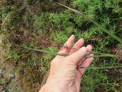 Coleataenia rigidula