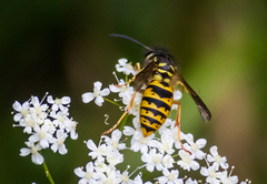 Vespula vulgaris