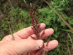 Coleataenia rigidula