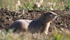 Urocitellus richardsonii