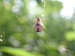 Micrathena mitrata