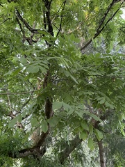 Juglans regia