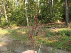 Coleataenia rigidula