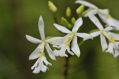 Epidendrum revertianum