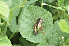 Zeuneriana abbreviata