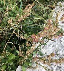 Rumex scutatus