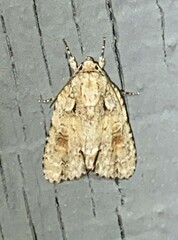 Acronicta ovata