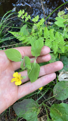 Erythranthe moschata