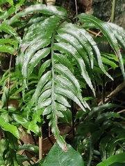 Asplenium wrightii
