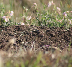 Urocitellus richardsonii