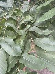 Juglans regia