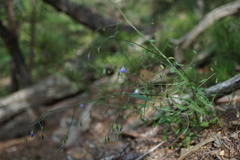 Campanula divaricata