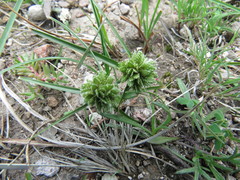 Cyperus seslerioides