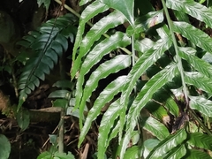 Asplenium wrightii