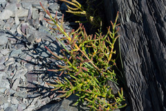 Salicornia