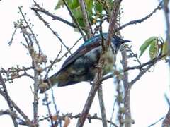 Dacnis venusta