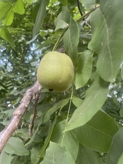 Juglans regia