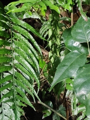 Asplenium wrightii