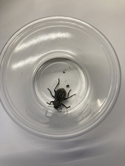 Philolithus sordidus