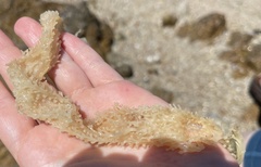 Chondracanthus exasperatus